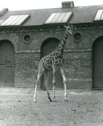 Giraffe Maud, stehend im Paddock vor dem Giraffenhaus, Londoner Zoo, 1923